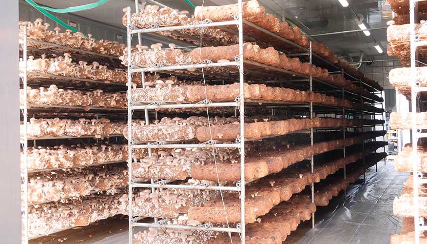 菌床から生えるしいたけ