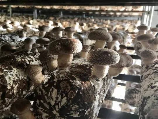 菌床から育った椎茸